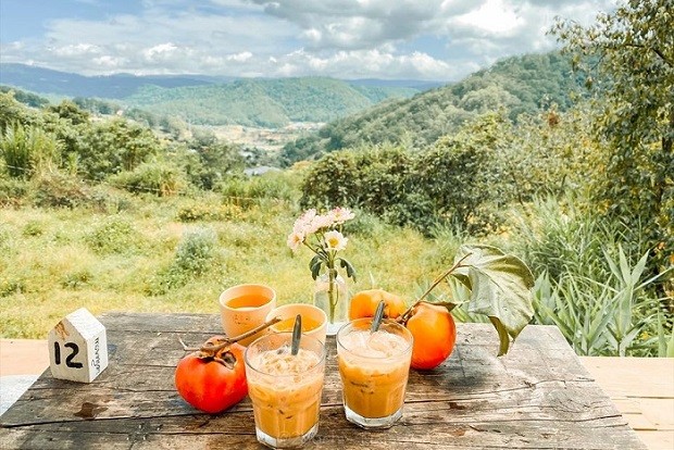 Vườn hồng sai trĩu quả tại khu vực đèo Mimosa