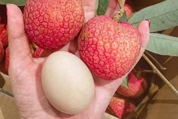 Vải trứng u hồng Phù Cừ