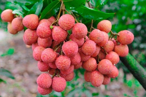 Tăng cường chức năng miễn dịch