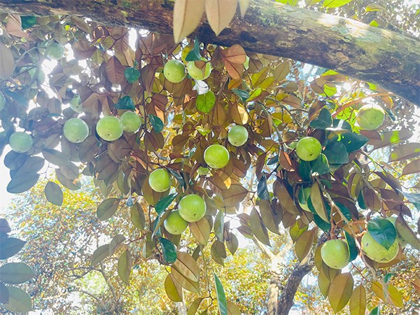 mua vu sua mien tay1 1