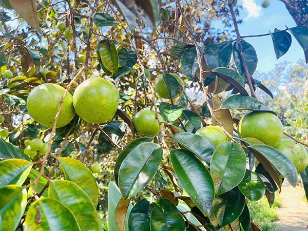 mua vu sua mien tay2