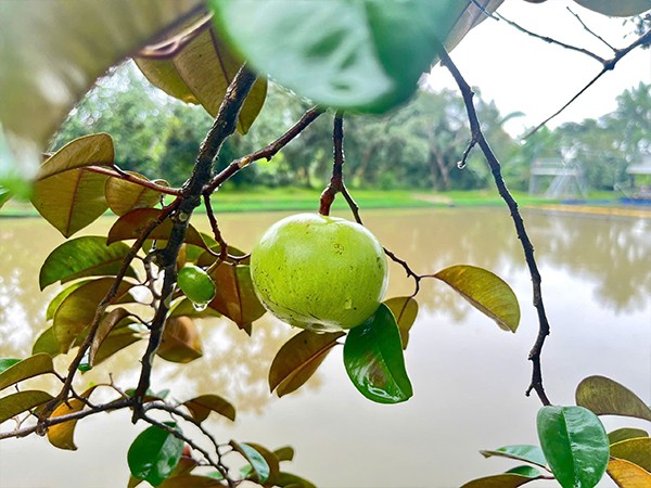 mua vu sua mien tay3