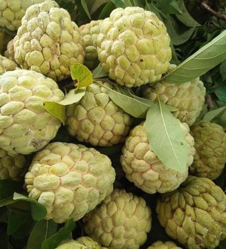 Điểm danh 10 loại na đang có mặt trên thị trường Việt, loại đắt nhất lên tới gần 500 nghìn/kg-1