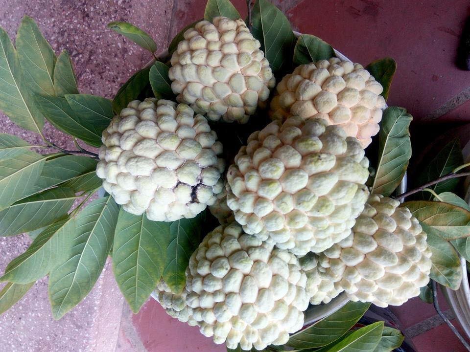 Điểm danh 10 loại na đang có mặt trên thị trường Việt, loại đắt nhất lên tới gần 500 nghìn/kg-7