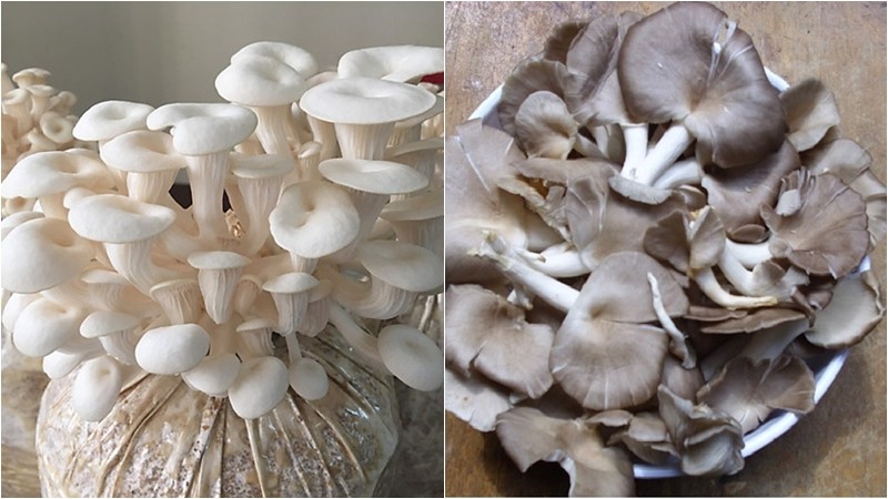 Nấm bào ngư trắng và nấm bào ngư xám