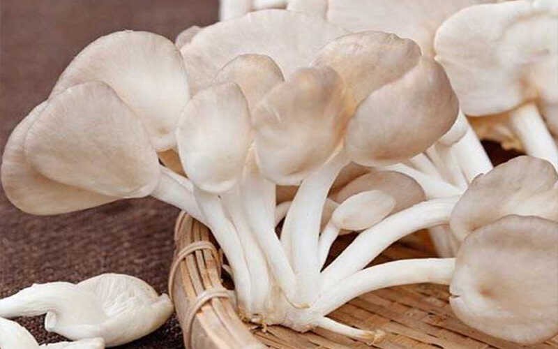 Nấm Bào Ngư: "Thần Dược" Bình Dân Cho Sức Khỏe Và Bí Quyết Chế Biến Thơm Ngon 3 nam bao ngu la gi loi ich va gia thanh cua nam bao ngu xam 202202151453017964 1