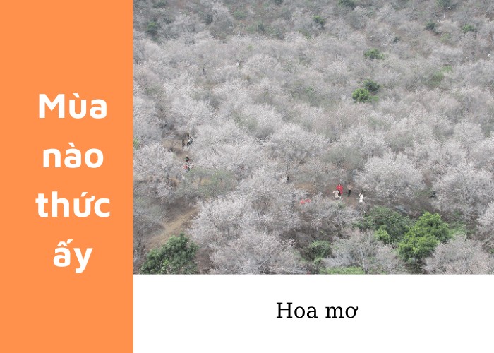 Mùa mơ chín vàng ruộm báo hiệu hè về trên khắp các nẻo đường