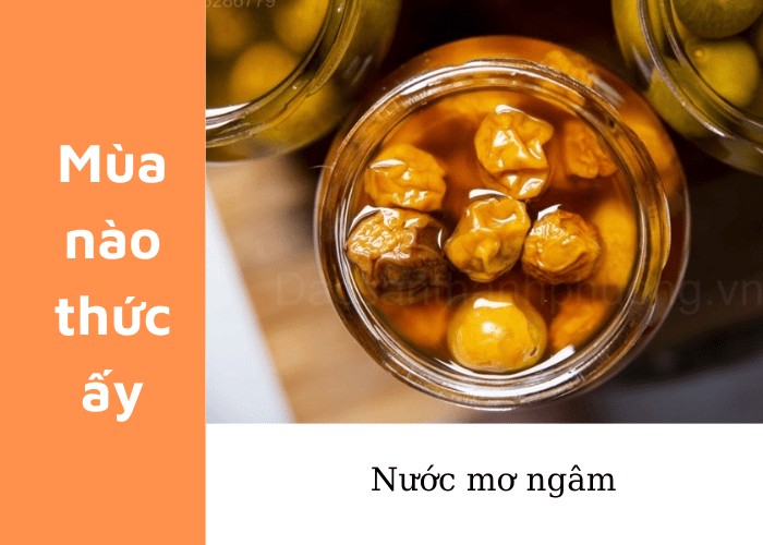 Những quả mơ tươi ngon được tuyển chọn kỹ lưỡng để làm ô mai hoặc ngâm đường