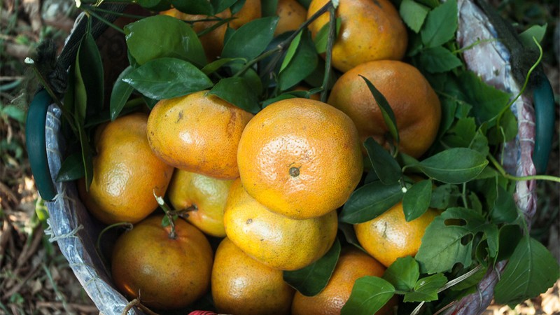 Quýt hồng (quýt tiều)