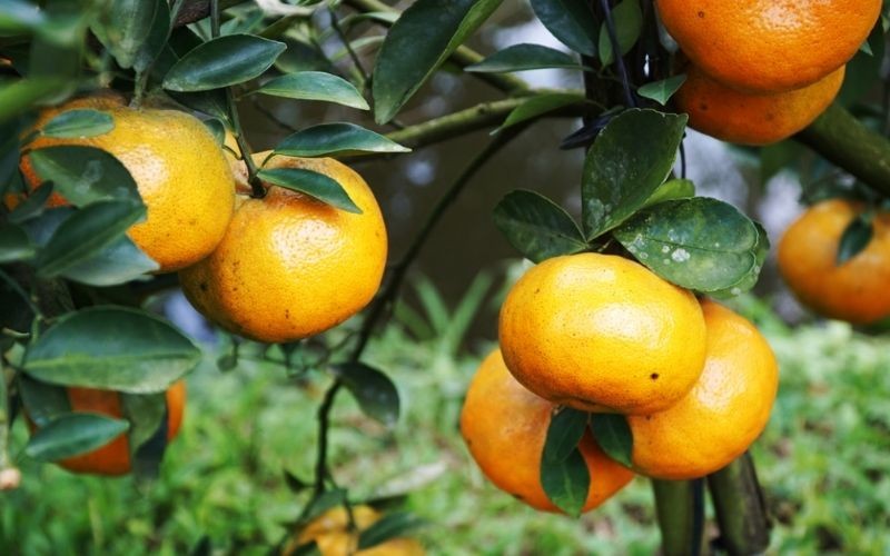 Công dụng của quýt