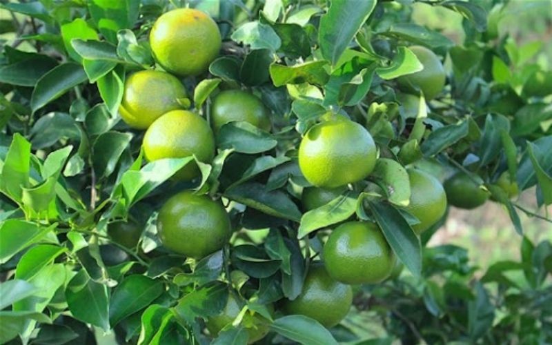 Chọn quýt ngon đúng khẩu vị