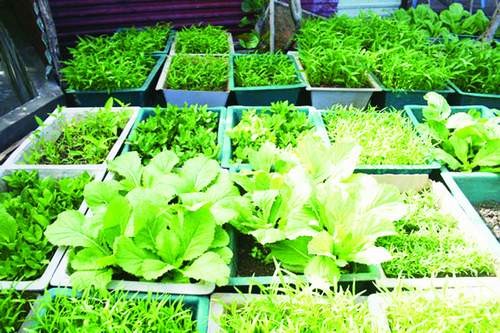 Rau xanh đúng vụ như cải, rau ngót sẽ hạn chế được tối đa dư lượng thuốc bảo vệ thực vật