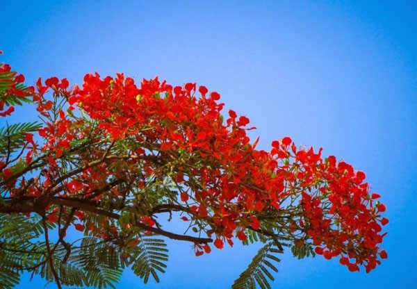 Stt mùa hè với tuổi học trò