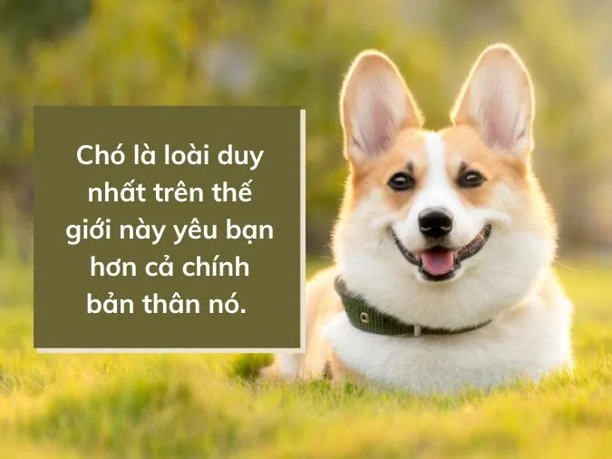 Cảnh một chú chó cưng đáng yêu đang nhìn chủ nhân với ánh mắt trìu mến