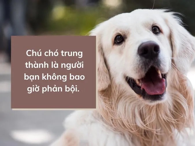 Hình ảnh thể hiện sự trung thành và tình cảm gắn bó của loài chó