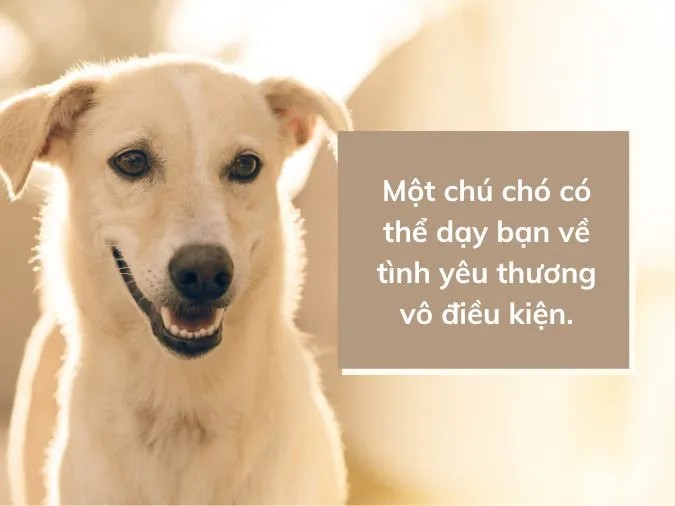 Khoảnh khắc ấm áp thể hiện tình cảm giữa chủ nhân và chú chó cưng