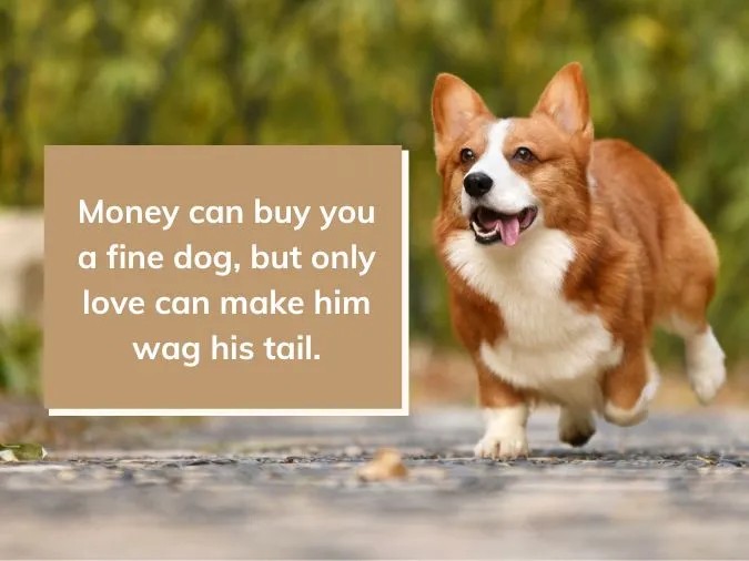 Ảnh minh họa cho các câu nói tiếng Anh ý nghĩa về loài chó