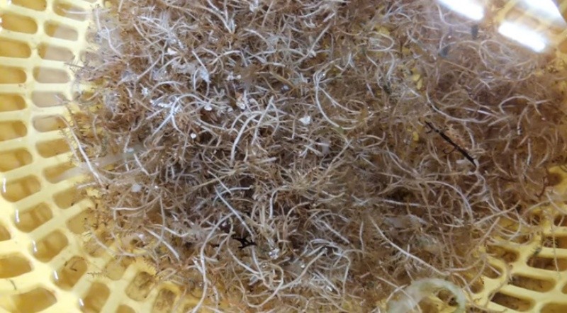 Rong biển khô là nguyên liệu chính để nấu thạch sương sa