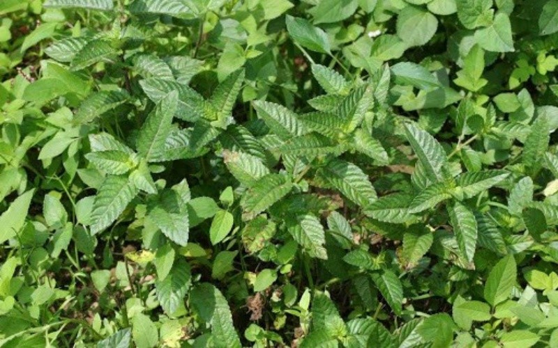 Cây sương sáo tươi với lá hình răng cưa dùng để nấu thạch đen