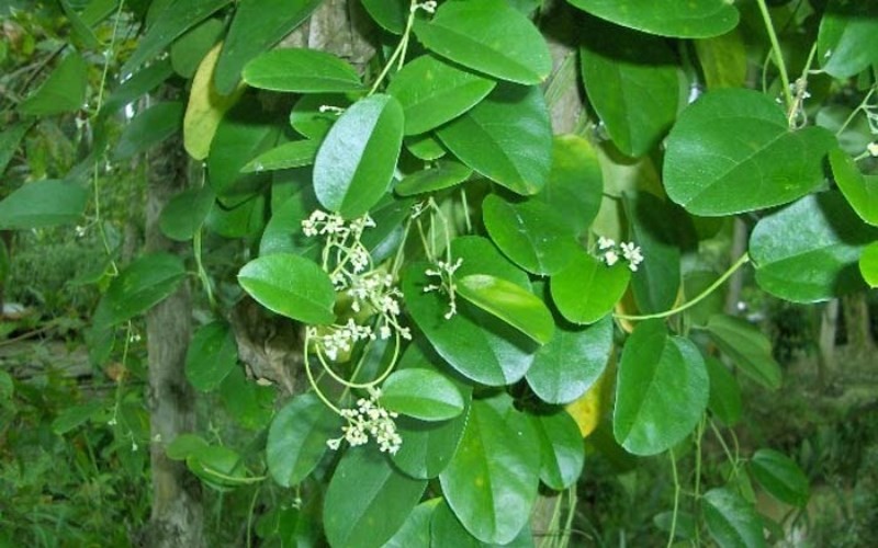 Lá sương sâm tươi dùng để vò lấy nước cốt làm thạch