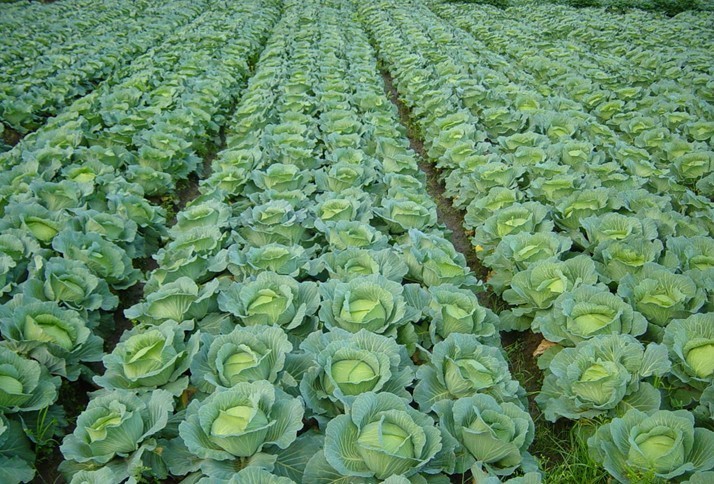 thoi vu trong bap cai o mien bac 1