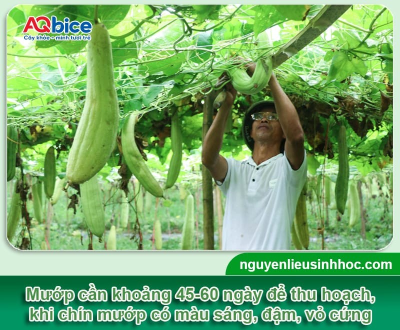 Trồng mướp vào tháng mấy để sai quả, đạt năng suất cao