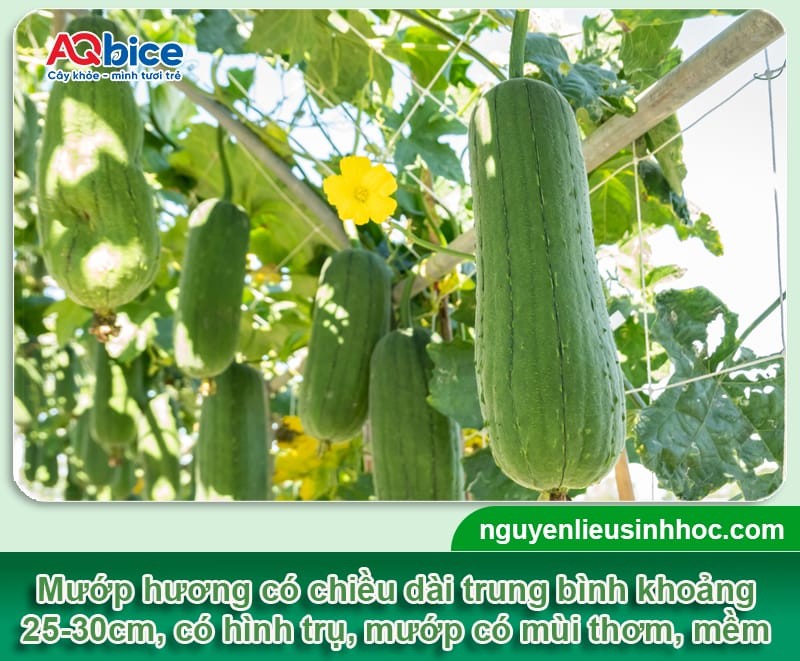 Trồng mướp vào tháng mấy để sai quả, đạt năng suất cao