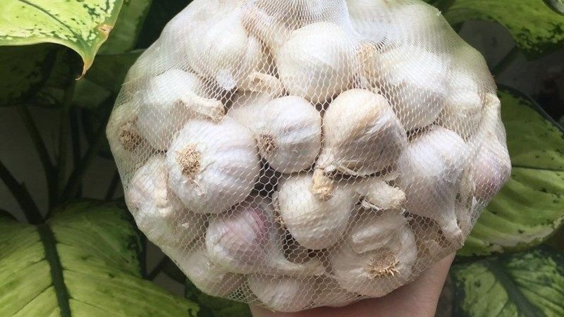 Tỏi Lý Sơn có cỡ vừa, mỗi tép tỏi rất đều và chắc.