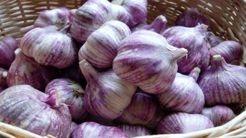 Tỏi Đà Lạt có vỏ màu nâu tím hoặc màu kem pha sọc tím, củ dài, chắc