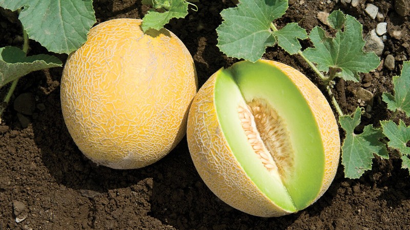 Dưa lưới vàng ruột xanh