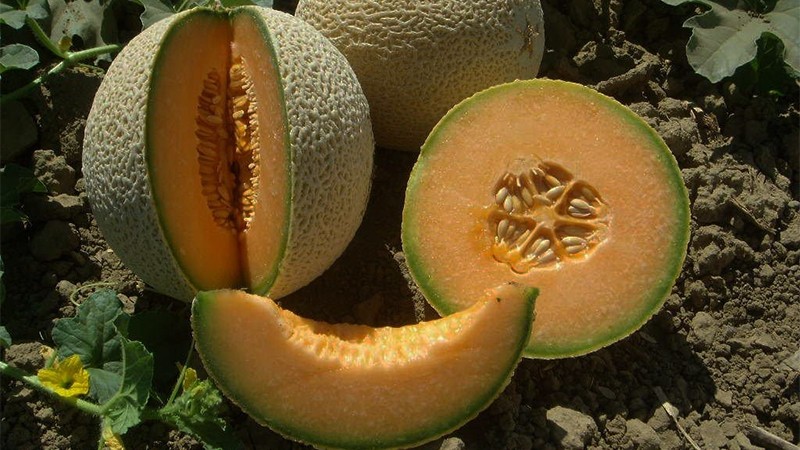 Dưa lưới ruột vàng giống Mỹ