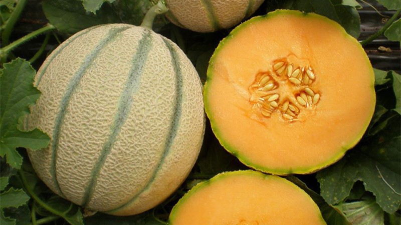 Dưa lưới ruột vàng giống châu u