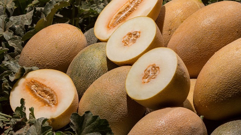 Dưa lưới New Century Melon