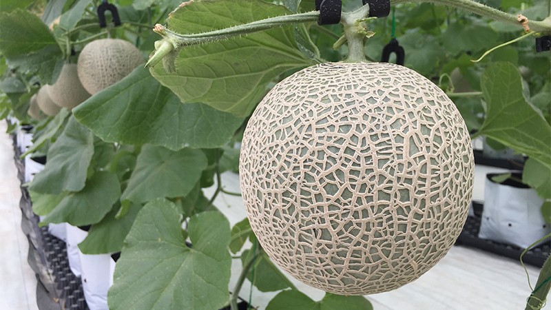 Dưa lưới Select Rocket