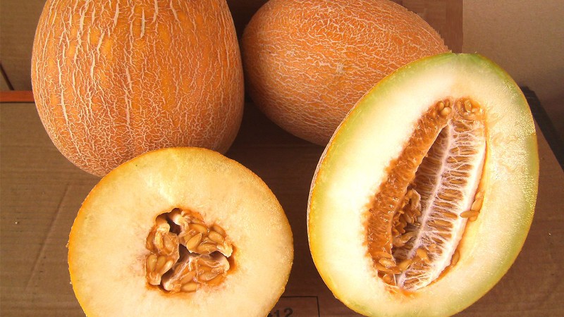 Dưa lưới Valencia Melon