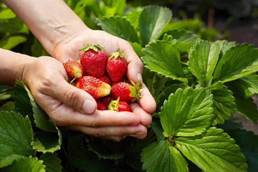 trái cây ít đường