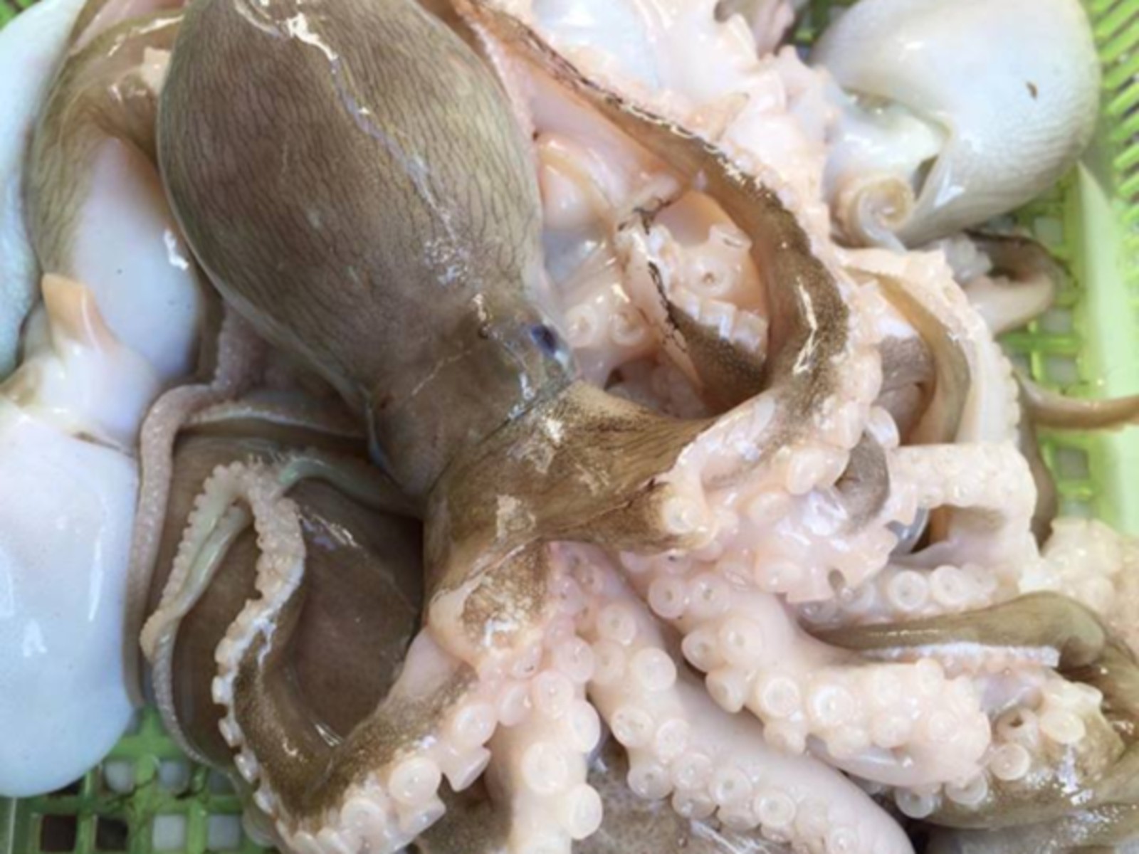 Bạch tuộc có tập tính sinh sản và bảo vệ trứng rất khác biệt so với mực