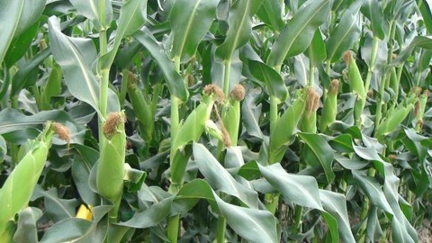 Đất phù sa nặng phù hợp trong việc trồng ngô