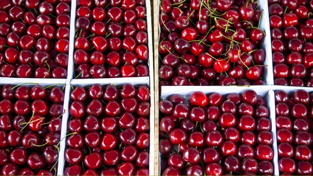 Khay cherry Mỹ đỏ mọng hấp dẫn chuẩn bị được đóng gói xuất khẩu