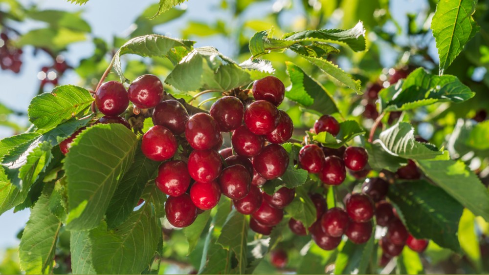Cận cảnh chùm cherry Mỹ chín đỏ thẫm trên cây dưới ánh nắng mặt trời