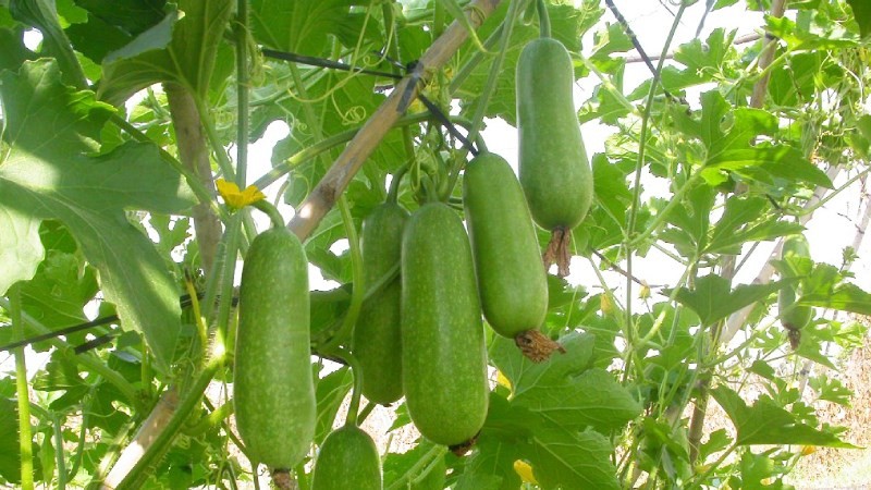 bi dao la gi cac loai bi dao pho bien bao nhieu 1kg va lam tipsnote 800x450 3 1