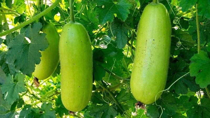 bidaovabixanhchungcokhacnhauvanhungloiichchosuckhoe15c1be2688e 1