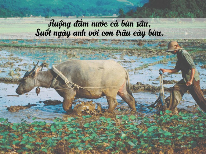 Hình ảnh con trâu đi trước cái cày đi sau quen thuộc
