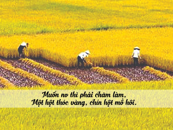 Người nông dân chủ động tát nước vào ruộng lúa