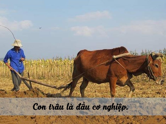 Người nông dân đang làm việc hăng say trên cánh đồng lúa