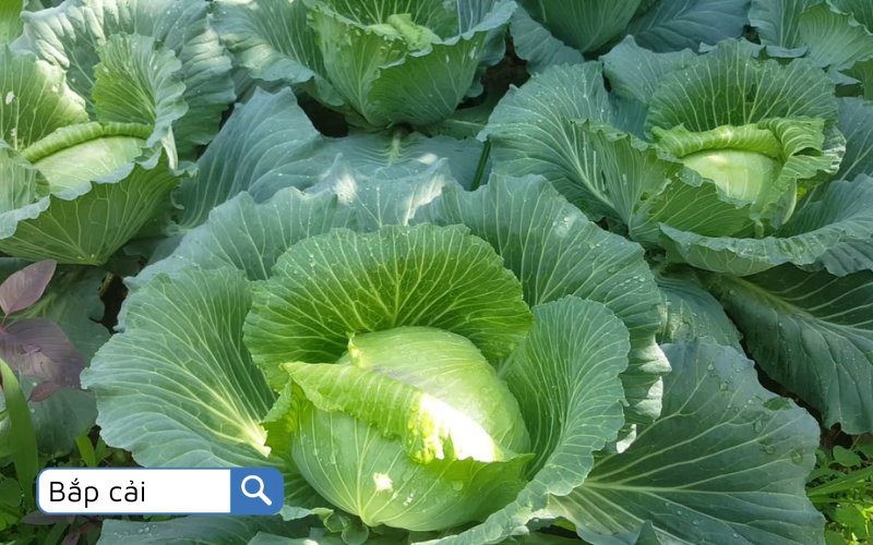 Bắp cải tươi ngon là nguyên liệu tuyệt vời cho các món salad và xào