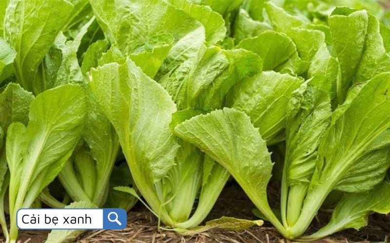 Cải bẹ xanh không chỉ là món ăn mà còn là nguồn dinh dưỡng phong phú