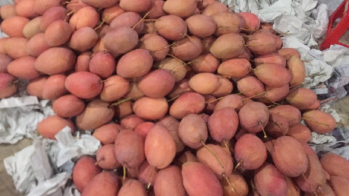 Xoài giống Đài Loan đỏ