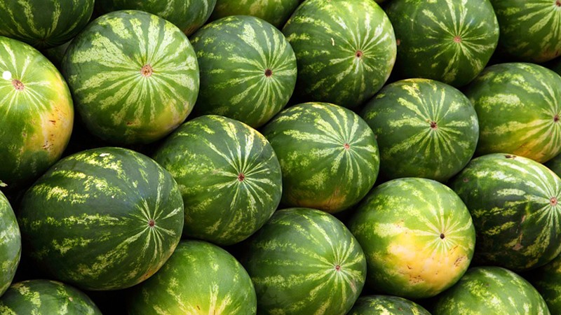 Xem rốn quả dưa và cân nặng