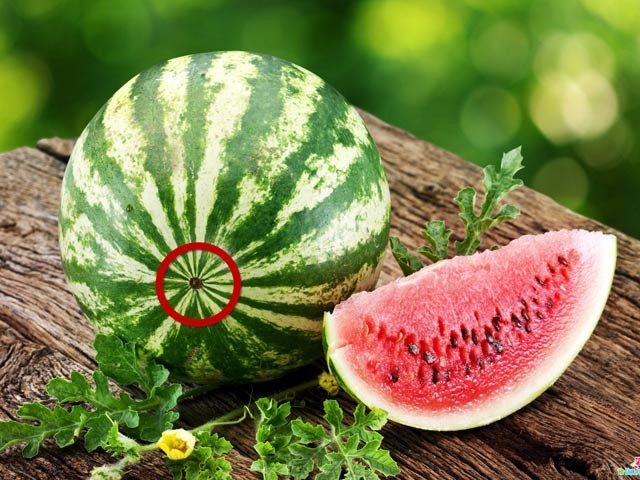 Dưa hấu đực cái